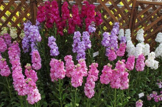 देखें: http://alena-flowers.ru. Levkoy टेरी ग्रे। कम सुंदर खिलता के साथ अन्य प्रजातियों सूर्यास्त के बाद उज्ज्वल गंध के लिए "जंगली आर्किड" कहा जाता है