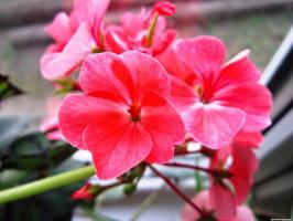 6 सुंदर और साहसी बारहमासी फूल (भाग 2)