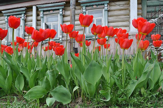 लाल गुलाब - कालातीत क्लासिक्स रूस फूलों की खेती। फोटो: fotoload.ru