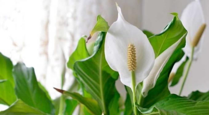 फूल Spathiphyllum - shishechka और सफेद - एक चादर-हरित दल