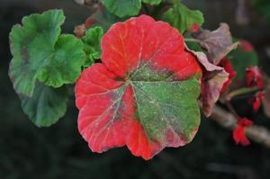 क्यों पत्ते लाल geraniums बारी करते हैं और क्या यह पौधों के लिए खतरनाक है