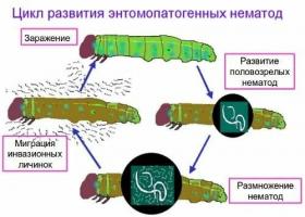 आग में फ्राइंग पैन, क्यों आवश्यक निमेटोड wireworms नष्ट करने के लिए नहीं है से