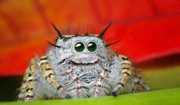 kindest मकड़ी