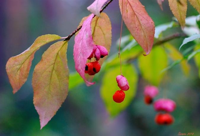 मैक्रो फोटोग्राफी जामुन और Euonymus की पत्तियों (lifeisphoto.ru)