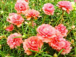उज्ज्वल फूल पानी के बिना सभी गर्मी: आलसी गर्मियों निवासी के लिए आकस्मिक धन