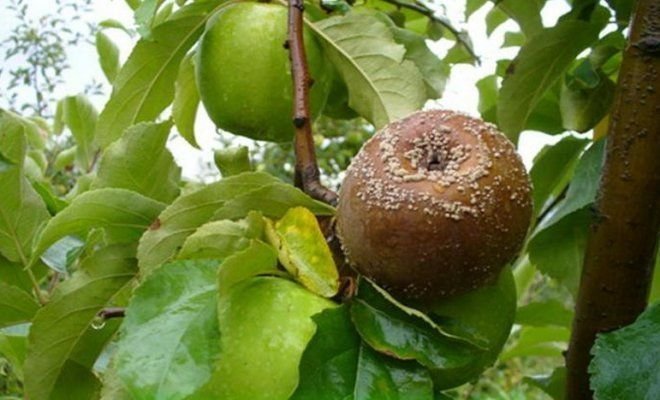 फल सेब (एक लेख Yandex से लिया के लिए चित्र पर सड़ने। तस्वीरें)