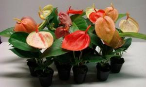 क्यों और Anthurium (पुरुष खुशी) फिर से युवा कैसे। पेशेवर सलाह