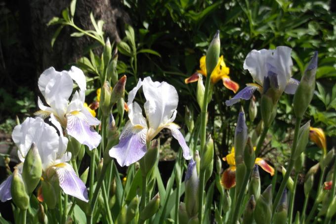 दाढ़ी वाले irises सूरज का गुणगान करने के लिए करना चाहते। लेखक द्वारा फोटो (रों)