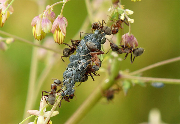 एफिड्स और चींटियों - एक दूसरे के लगातार साथियों! लेख मुफ्त इंटरनेट का उपयोग से लिया के लिए फोटो।