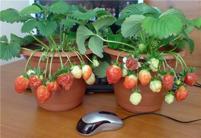 उदाहरण स्ट्रॉबेरी पॉट किया। प्रकाशन के लिए तस्वीरें इंटरनेट से लिया जाता है