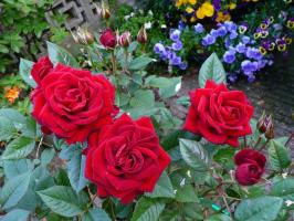 कैसे सर्दियों के लिए तैयार करने के लिए गुलाब। 4 सफल स्वागत हाइबरनेशन लिए आवश्यक है।