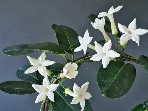 लीना ने-मूल नहीं घमंड परिवर्तनशीलता colorings करता है, लेकिन वह जरूरत नहीं थी: सफेद फूल अच्छी तरह से, बहुत प्यारी लग रही है। खासकर जब उनमें से कई।