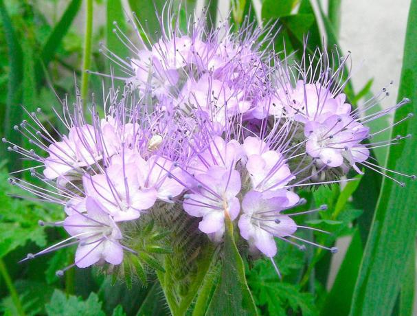 और फिर भी Phacelia - यह सुंदर है!