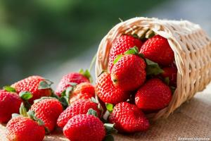 क्या फसलों स्ट्रॉबेरी लगाया नहीं जा सकता है बंद