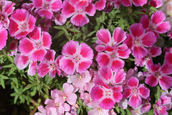 उज्ज्वल गुलाबी फूलों godetsii