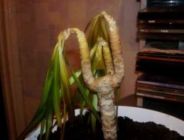 सुंदर Dracaena जमे हुए? सहेजा जा रहा है रेज़न एक साथ