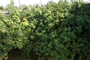 कायाकल्प blackcurrant शरद ऋतु: क्या एक प्रचुर मात्रा में फसल के लिए करने के लिए