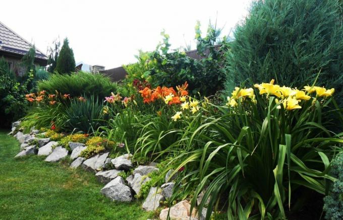 बाड़ के साथ सुंदर फूल बिस्तर: बड़े पड़ोसियों के साथ सद्भाव में daylilies