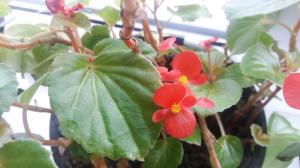 Begonias घर के लिए देखभाल के बुनियादी नियमों