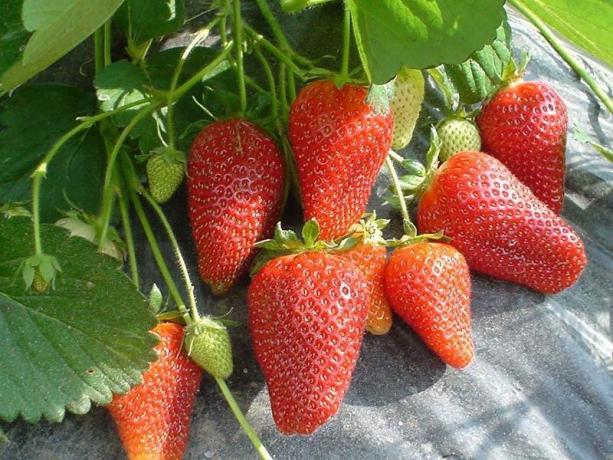 रिमांटान्ट स्ट्रॉबेरी (इंटरनेट से फोटो)