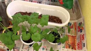 जब एक geranium repot है और इसे सही करने के लिए कैसे