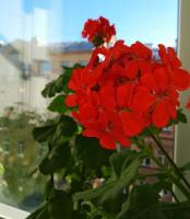 रसीला फूल geranium के रहस्य