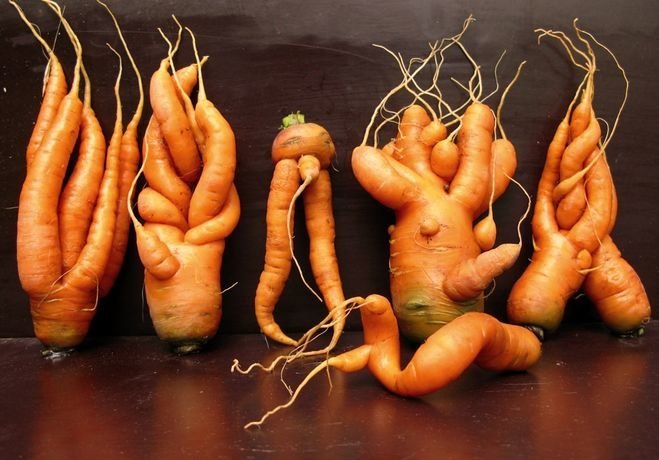 सर्कस शैतान या क्यों गाजर की अवस्था होती है | बागवानी और बागवानी