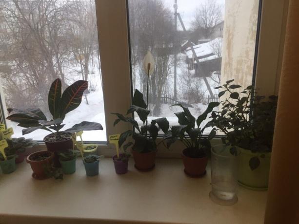 मेरे बेडरूम में खिड़की पर गमले में लगे पौधों। इनमें से तीन को जल्द ही अलविदा कह देंगे!