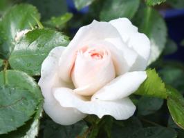5 चीजें बगीचे में एक गुलाब को बर्बाद