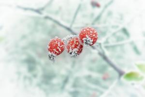 सर्दियों thaws में खतरा क्या है?