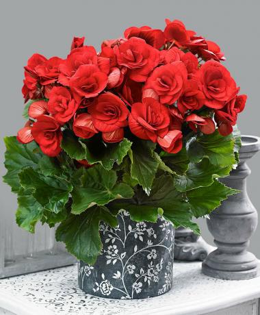 स्कारलेट begonias। देखें: http://tixonya.ru