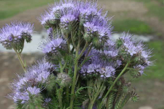 Phacelia अद्भुत गुण Phytosanitary है