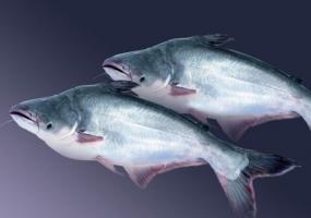 Pangasius मछली: अच्छा और समीक्षा