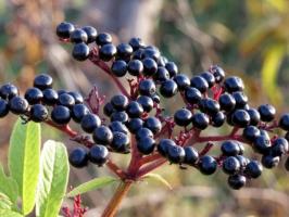 Elderberries: लाभ और नुकसान, विवरण, फोटो