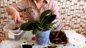 सफल प्रत्यारोपण phalaenopsis ऑर्किड: 7 कदम