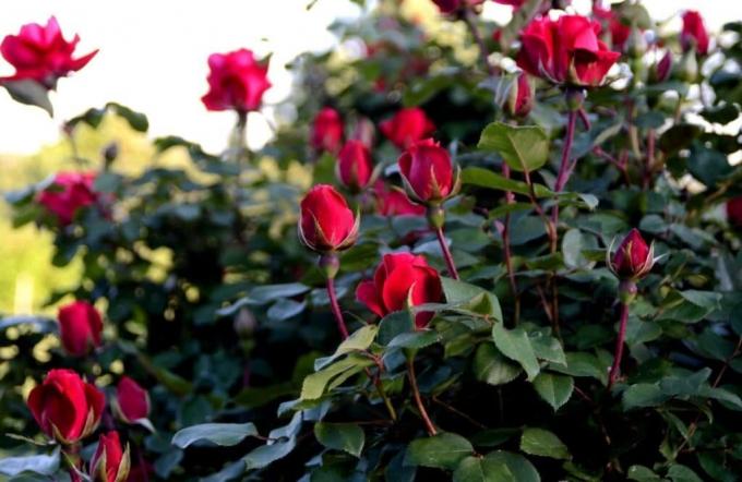 आगे बढ़ें सुगंधित गुलाब यदि आप जानते हैं, मुश्किल नहीं है "यह क्या है।" फोटो: alena-flowers.ru