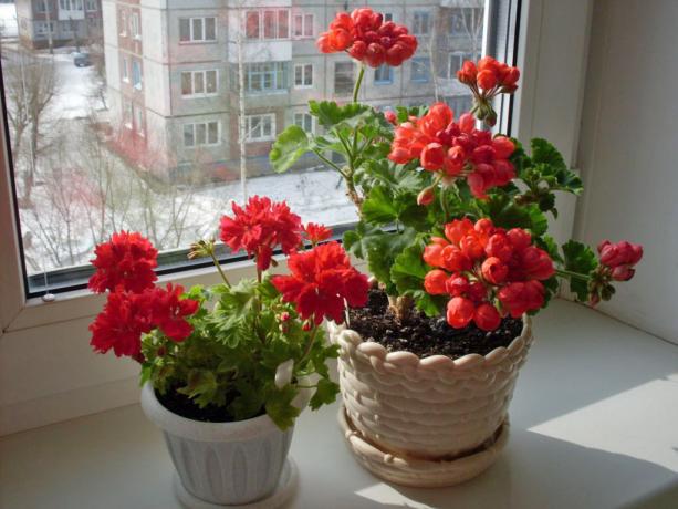 चौखट पर तेज geranium (cvetnik.me)