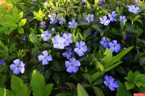 सुगंधित कालीन: 5 सबसे अच्छा बारहमासी, फूल बिस्तरों और उद्यान के लिए जमीन कवर