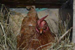 किफायती और आसान: हीटिंग (भाग 1) के बिना सर्दियों में एक मुर्गी के बाड़े