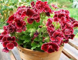 अपने खिड़की पर चमत्कार - rozovidnaya geranium। देखभाल और खेती की सुविधाएँ