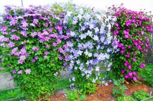 अगस्त - खाद समय एक लंबी और रसीला फूल के लिए क्लेमाटिस