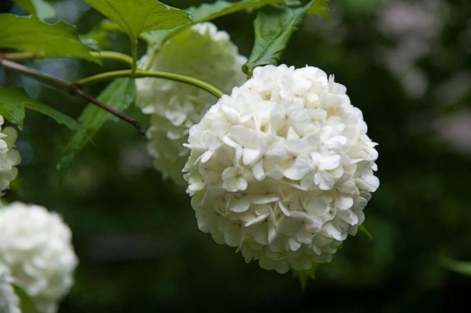 नाजुक फूल (consult-up.ru)