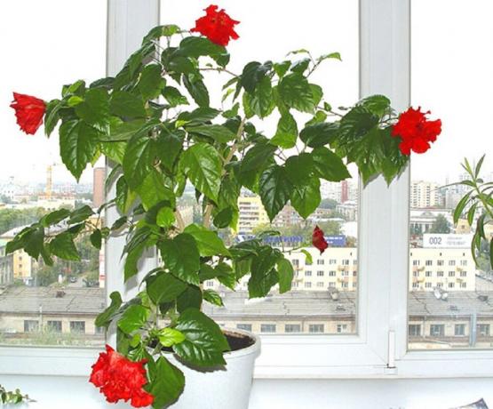 दक्षिण और पश्चिम - चीनी गुलाब के साथ एक बर्तन के लिए सबसे अच्छा उन्मुखीकरण