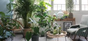 इनडोर पौधों में से कौन सा एक इंटीरियर दालान, बेडरूम या रसोई घर में एक शानदार रूप हो जाएगा। 7 डिजाइन विचारों