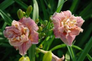 शीर्ष 5 daylilies का सबसे अच्छा आधुनिक किस्मों