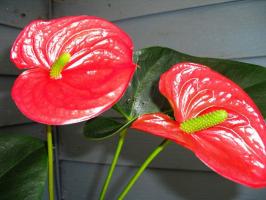 Anthurium (पुरुष खुशी) सुंदर फूल बनाने के लिए