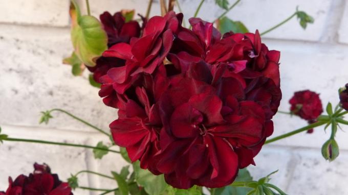 यह बरगंडी रंग और डबल फूलों के साथ geraniums की मेरी पसंदीदा प्रकार का है। ग्रीष्मकालीन 2018