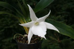 Angraecum - संयंत्र कलेक्टरों। बढ़ रही है के रहस्यों