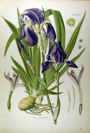 कोहलर, H.A. | आइरिस germanica, Medizinal-Pflanzen, 1887 
