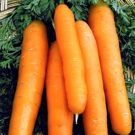 गाजर की किस्मों, "नैनटेस 4" (abekker.ru)